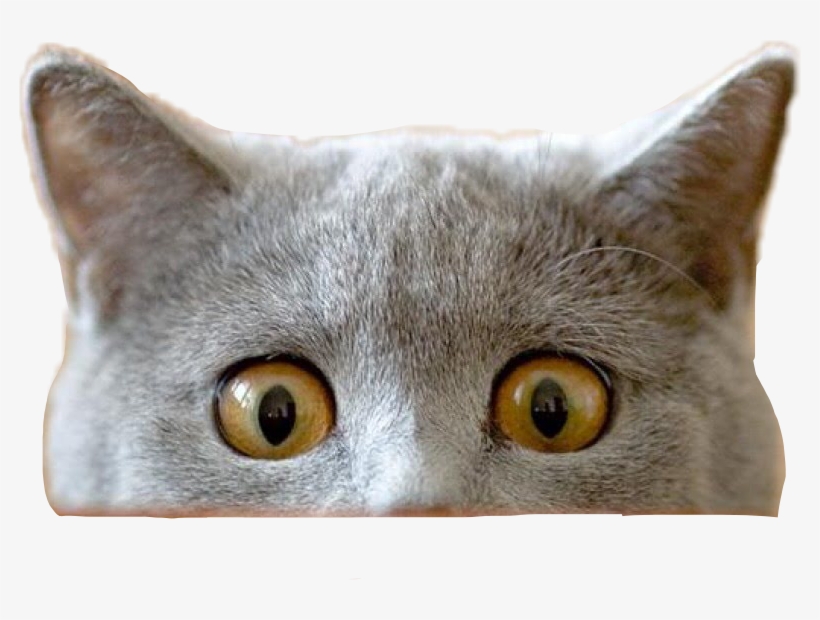 Report Abuse - Cat Peeking Transparent Png, transparent png
