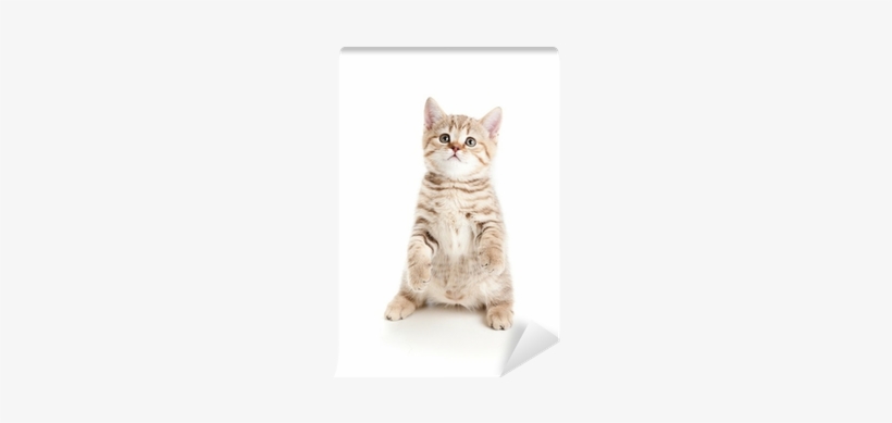 Funny Cat Kitten Standing On Hind Legs Wall Mural • - Kitten Standing, transparent png