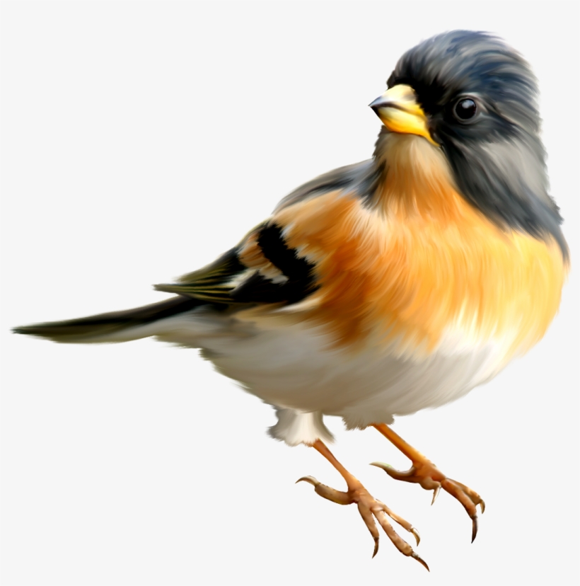 Best Free Birds Png Icon, transparent png