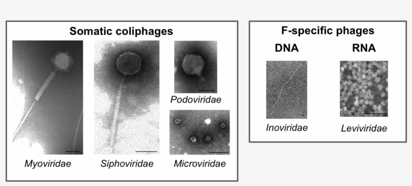 Owing To Their Simple Structure And Composition, Virions, transparent png