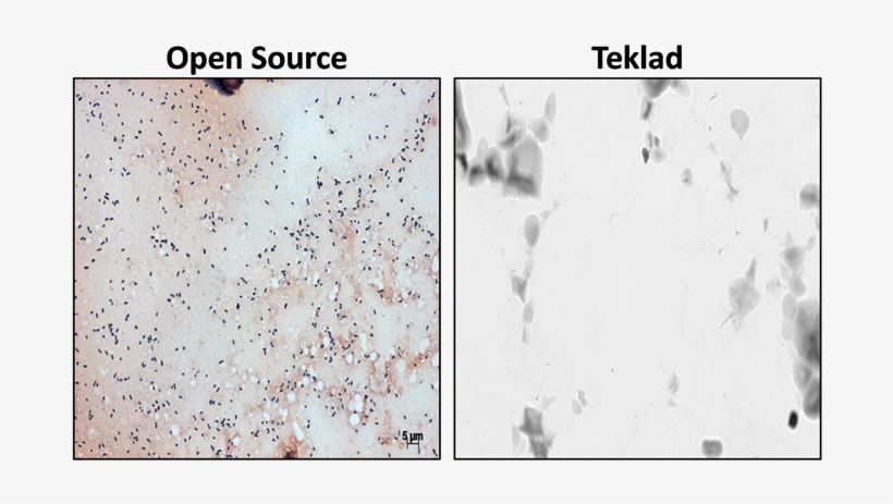 Gram Stain Analysis Of Open Source And 2018 Teklad, transparent png