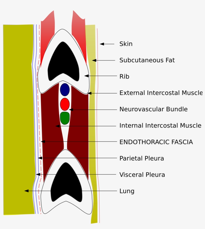 Ribcage Png, transparent png