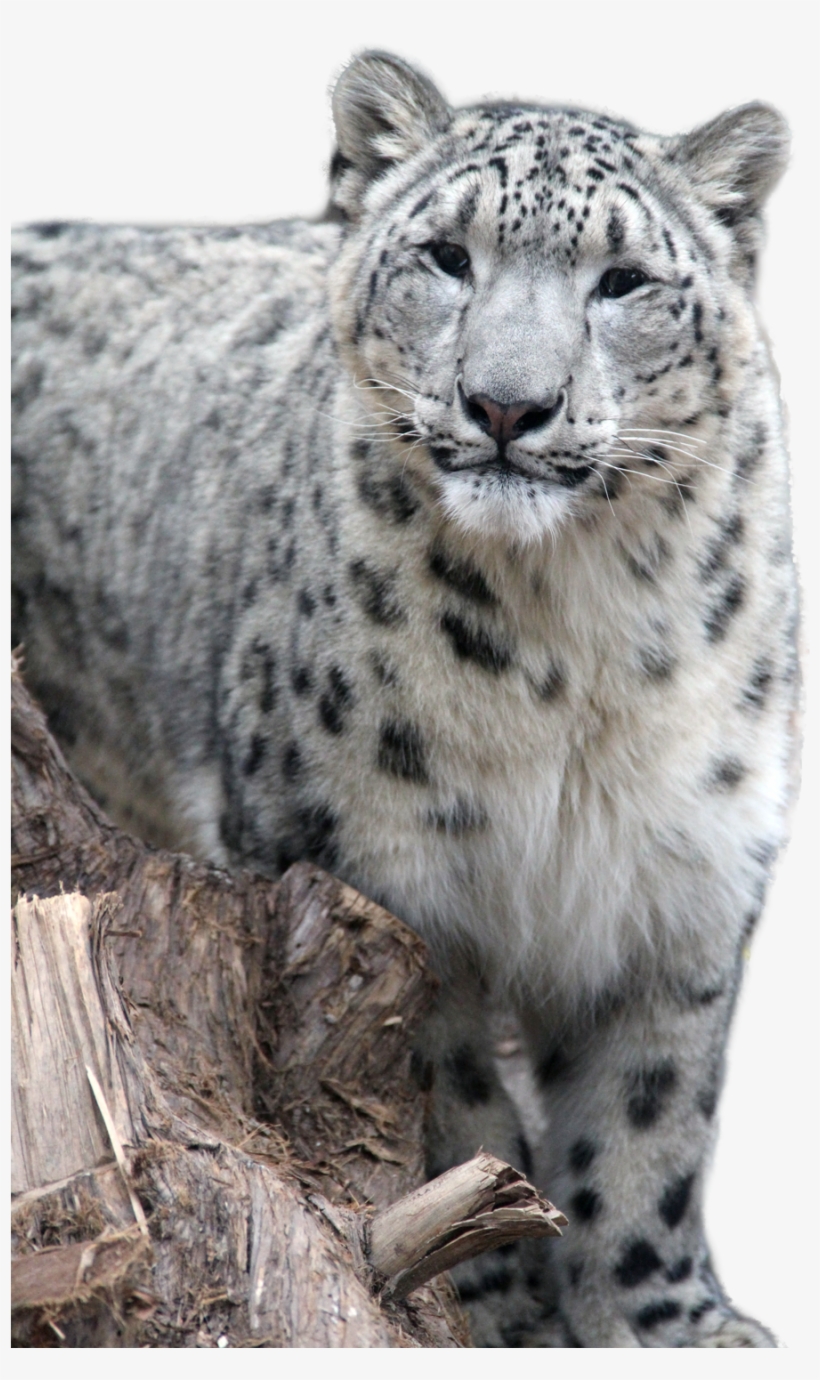 Snow Leopard Png, transparent png