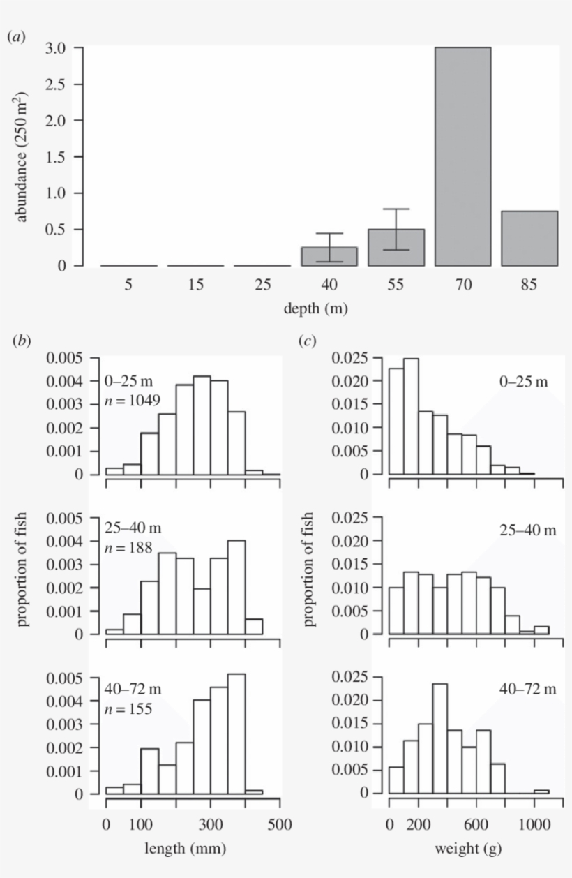 Lionfish Abundance Recorded Across The Depth Gradient, transparent png
