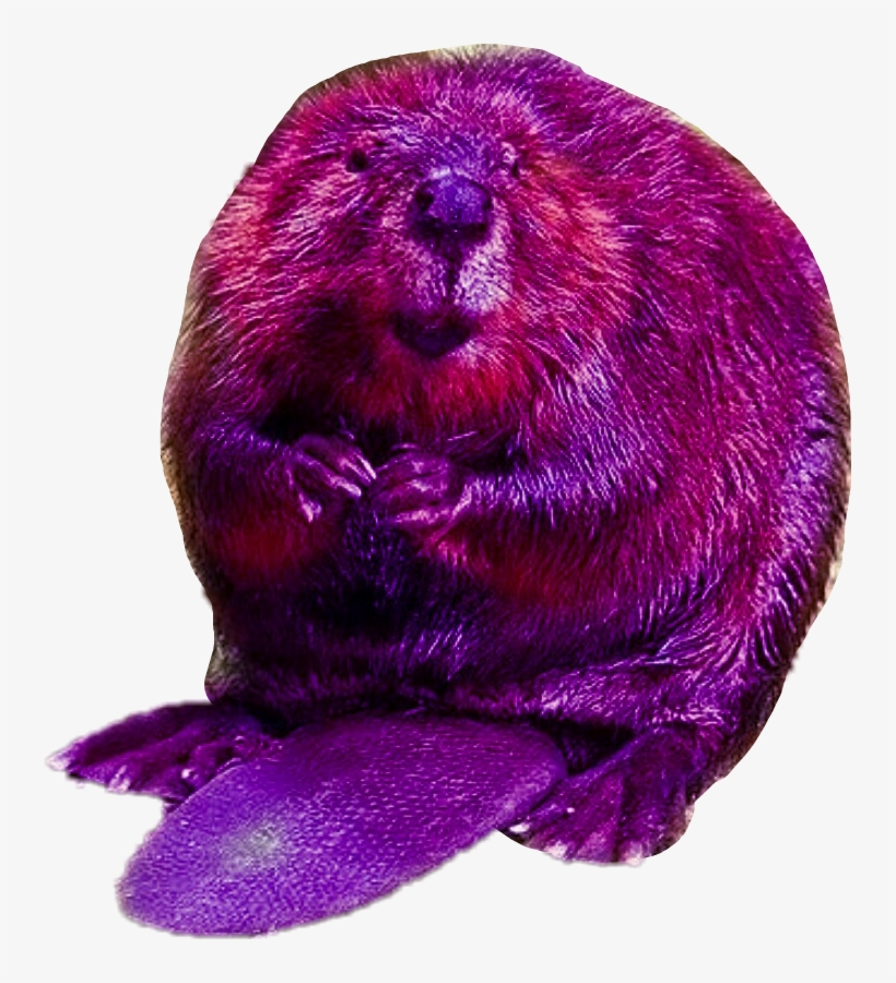 Sea Otter Png, transparent png