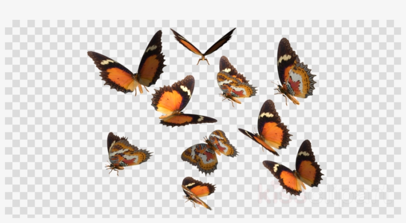 Real Butterflies Png Clipart Monarch Butterfly Insect, transparent png
