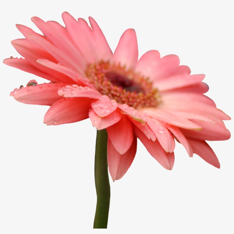 Flowers & Leafs Png, transparent png