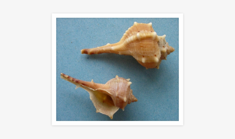 How Many Millions Of These Hapless Molluscs Have Died, transparent png