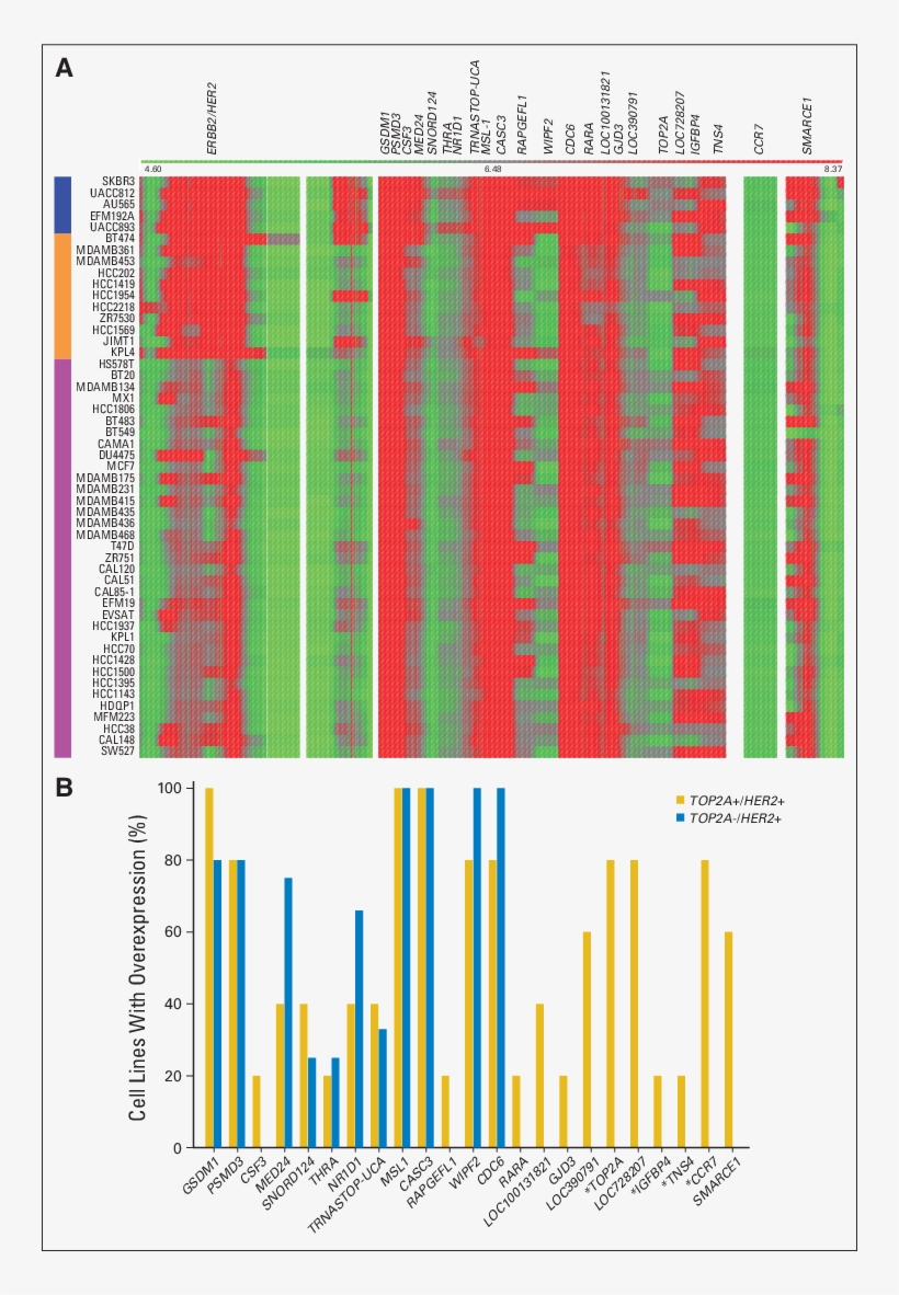 Expression Patterns For 23 Genes Composing Topoisomerase, transparent png