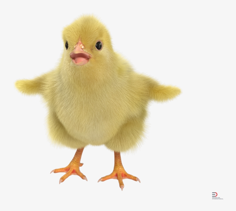 2 Chick With Fur Royalty-free 3d Model, transparent png