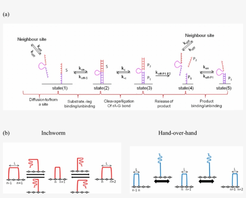 Color Online A Kinetic Model And Possible Pathways, transparent png