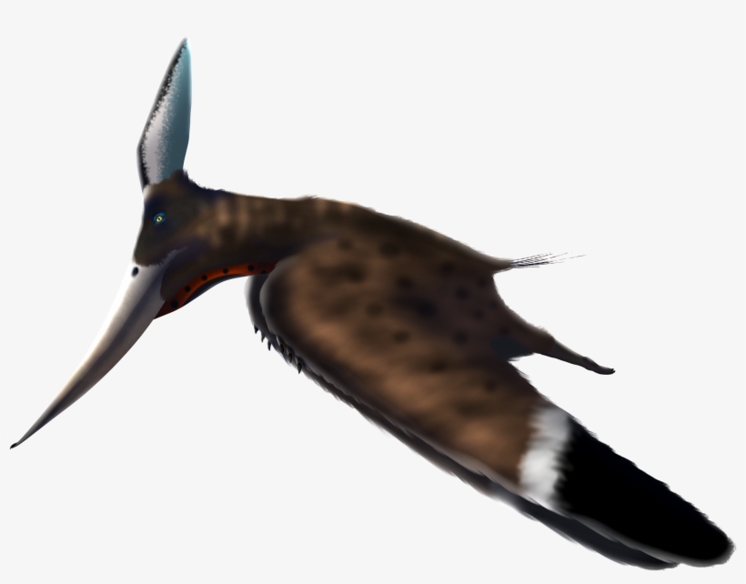 Pteranodon, transparent png