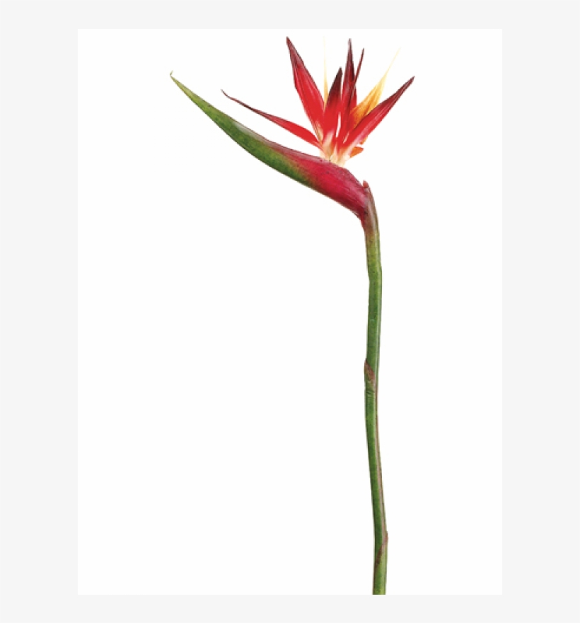 37" Bird Of Paradise Spray Red Orange, transparent png