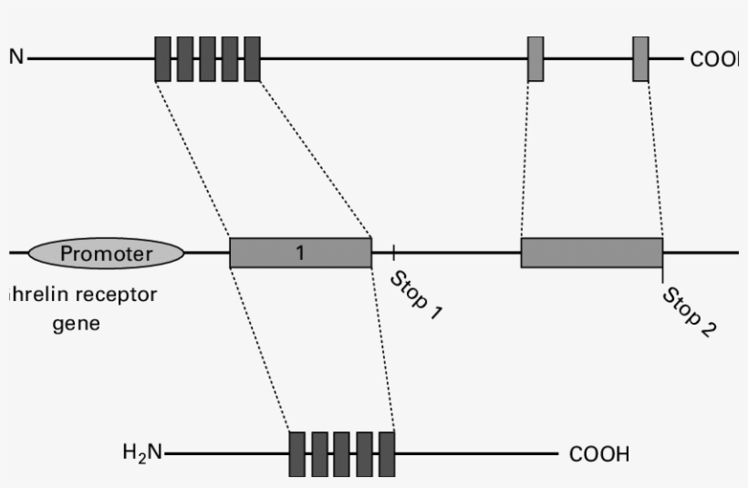 Structure And Translation Of The Growth Hormone Secretagogue, transparent png