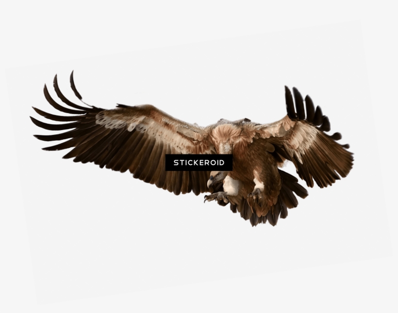 Vulture, transparent png