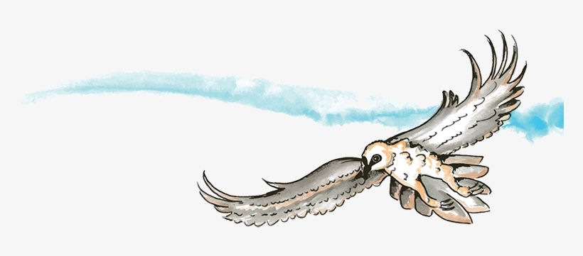 Bearded Vulture, transparent png