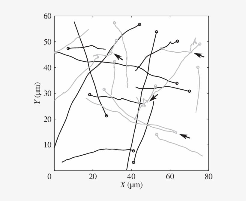 Tracks From The Experimental Dataset Used In This Study, transparent png