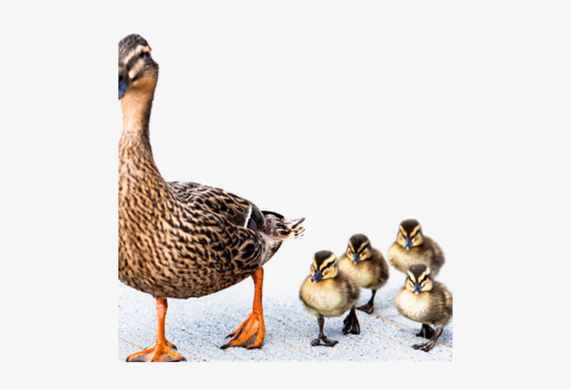 Family Of Ducks, transparent png