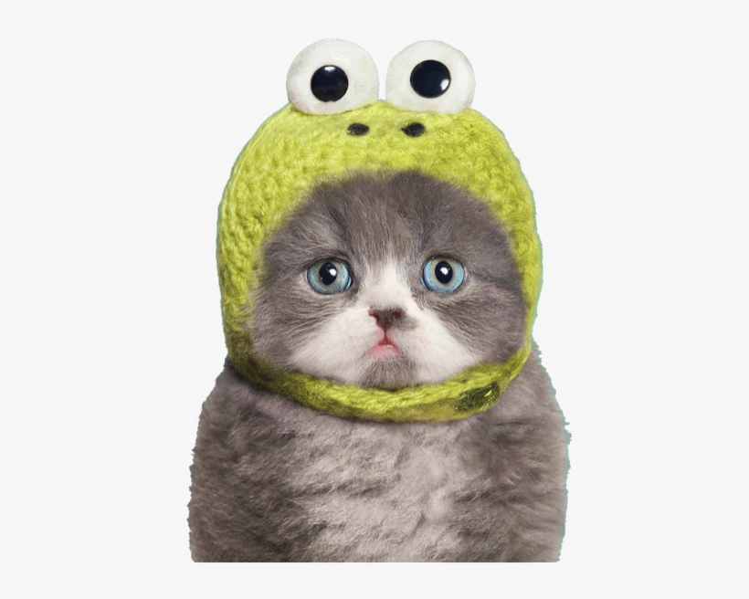 Kermit Needle - Cats In Frog Hats, transparent png
