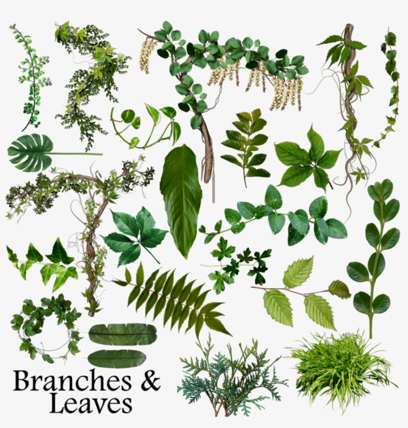Branch Leaves Png Image Library Library - Leaf Branches, transparent png