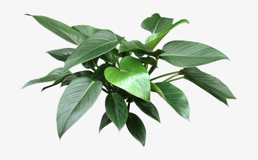 Http - //www - Houseplant411 - Com/wp-content/uploads/ - House Plant Leaf Png, transparent png
