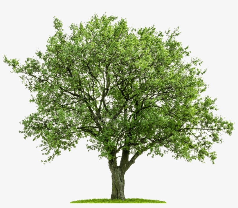 Tree From Above Png - Dunaway's Crossing, transparent png