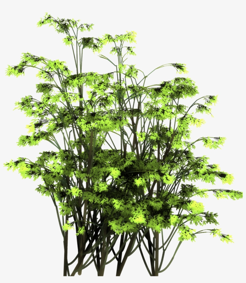We Have Also Produced A Few Free Samples In Png Image - Hornwort, transparent png