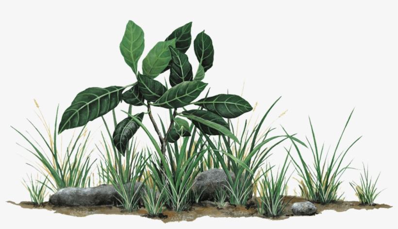 Related Search - Grass And Rocks Png, transparent png