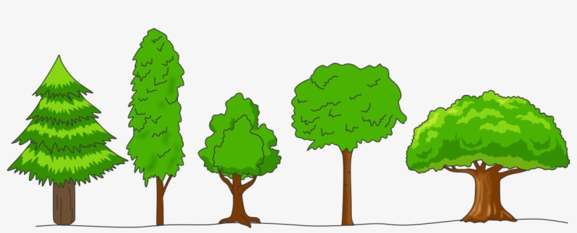 What Is Meant By Crown Of A Tree Draw Any Four Shapes - Crown Shapes Of Trees, transparent png