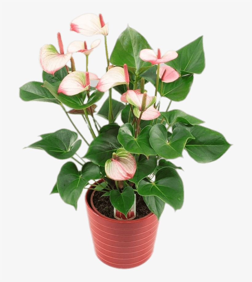 Potted Anthurium - Anthurium Amalia Elegance, transparent png