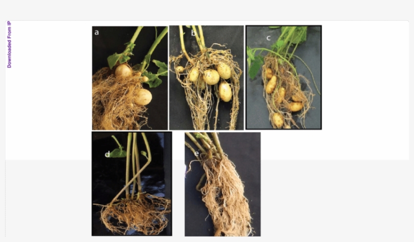 Tuber Formation In Potted Plants 21 D After Heat Stress - Kufri, India, transparent png
