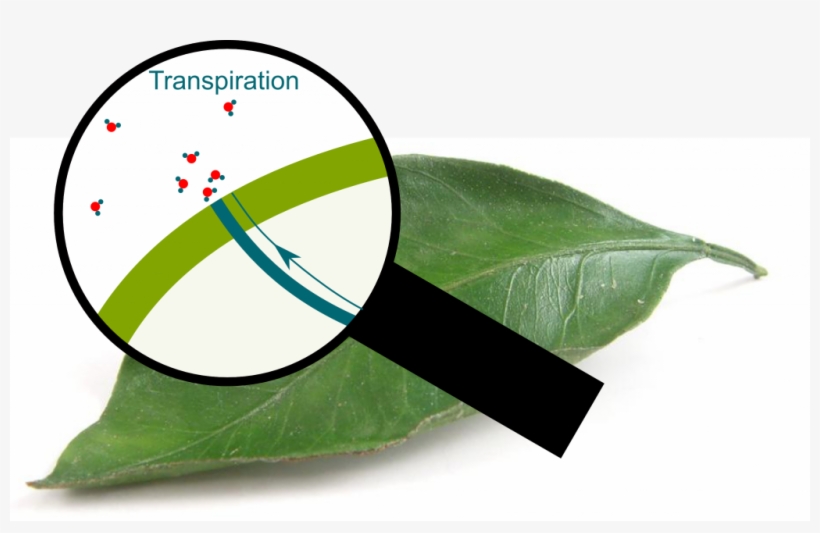 Transpiration Through Pores - Stoma, transparent png