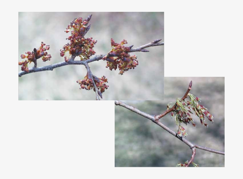 Swamp White Oak Acorns Mature From Female Flowers Pollinated - American Elm Tree Flowers, transparent png