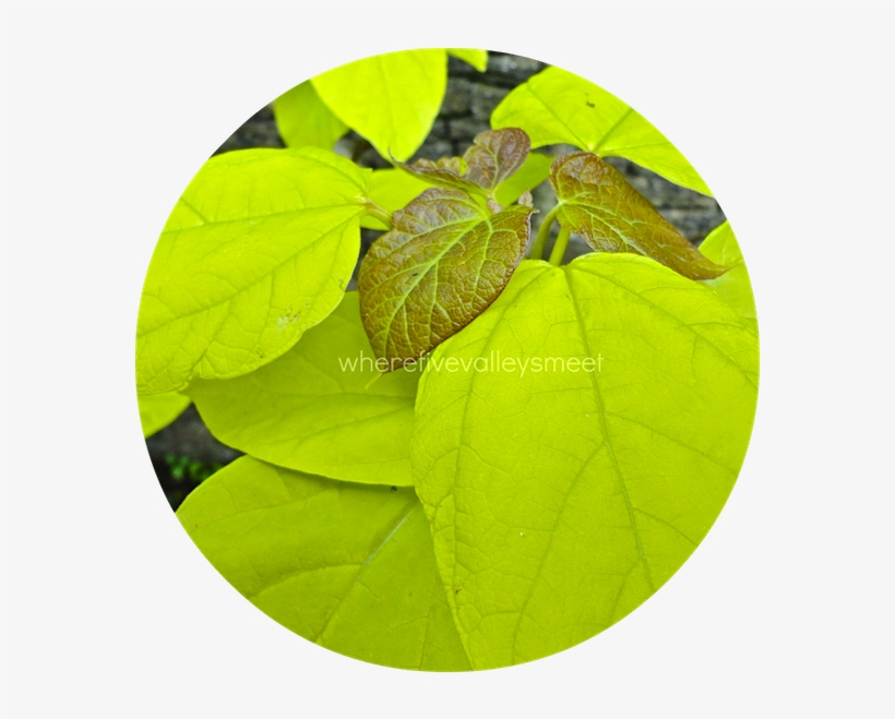 Indian Bean Tree - Beech, transparent png