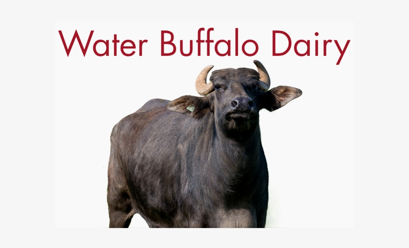 Water Buffalo, transparent png