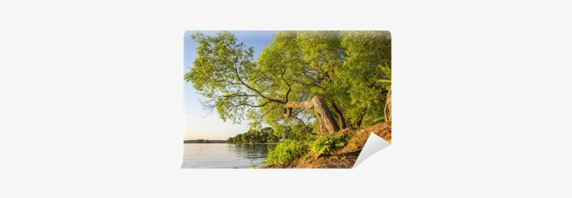 Landscape Of Picturesque Curve Of Green Tree Above - Landscape, transparent png