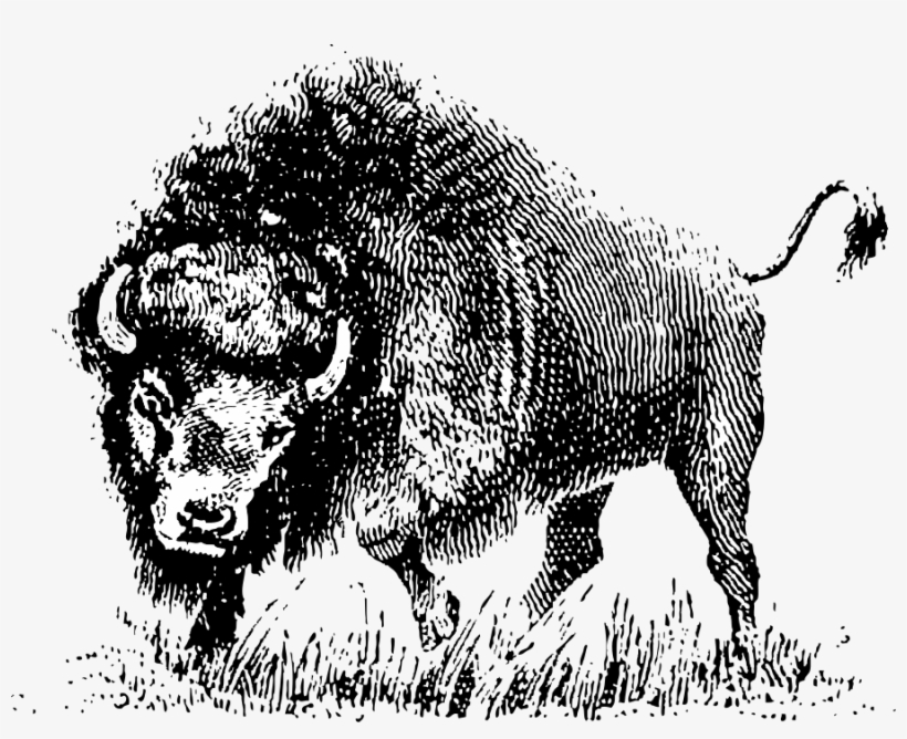 How To Set Use Buffalo Clipart, transparent png