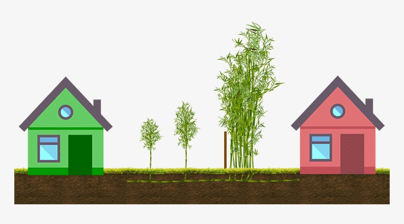 Rhizome Growth Can Extend Outward The Same Distance - Data, transparent png