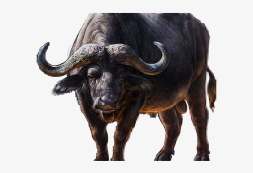 Cape Buffalo Transparent, transparent png