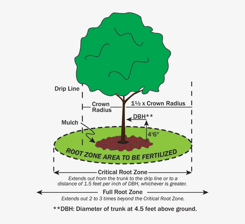 Established Tree Application Methods - Midwest Arborist Supplies, transparent png