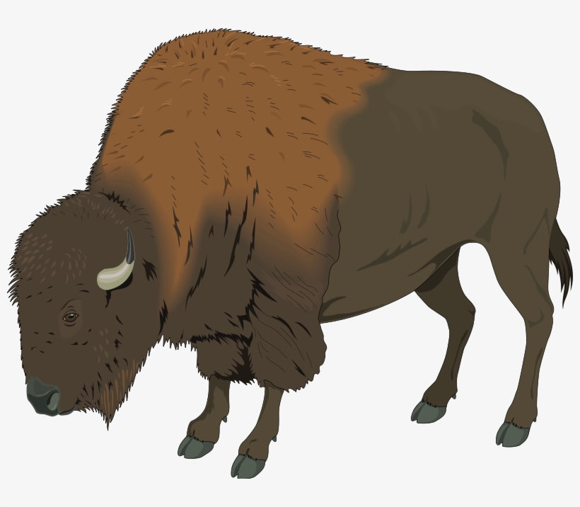Yak Clipart Buffalo - Buffalo Clip Art, transparent png