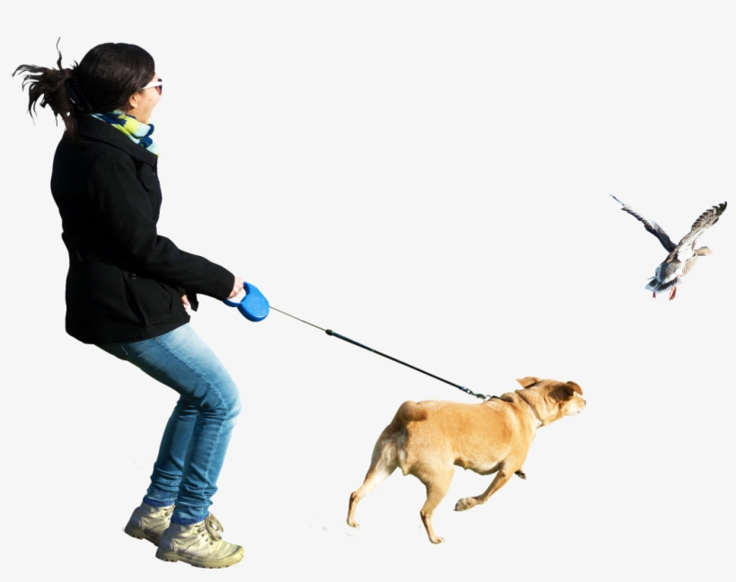 Dog Running At Birds Png Image - Person Walking Dog Png, transparent png