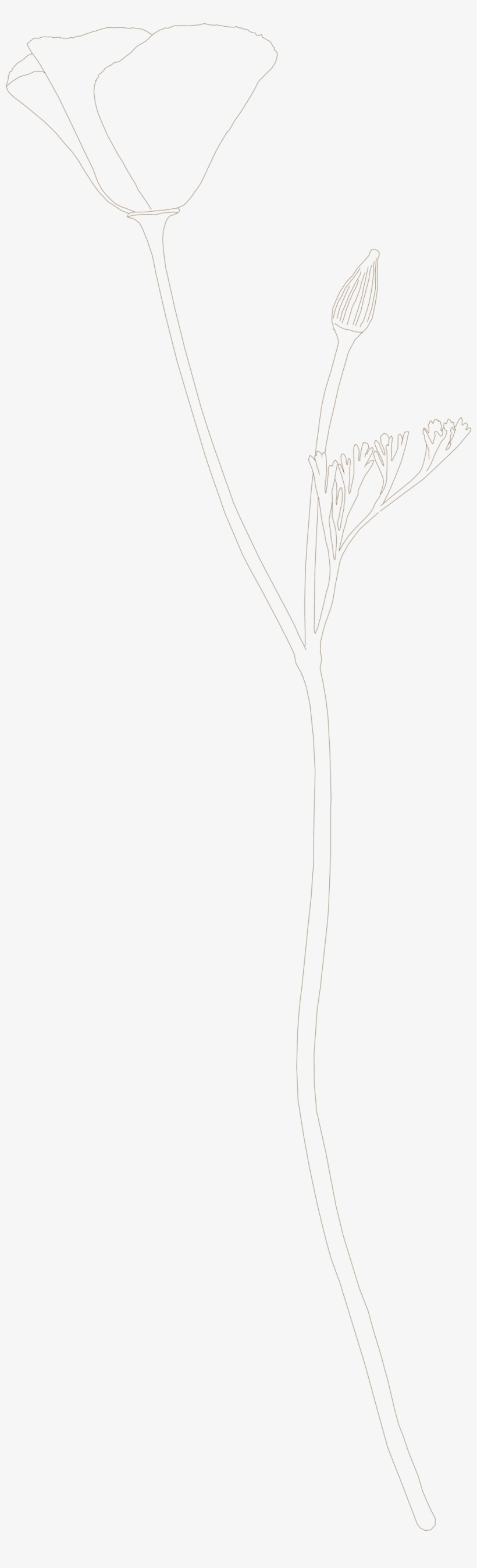 California Poppy Drawing - California Poppy, transparent png