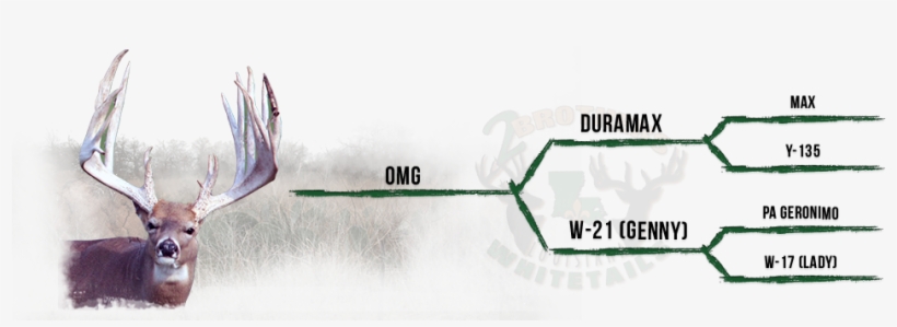 Pedigree-omg - Flag, transparent png