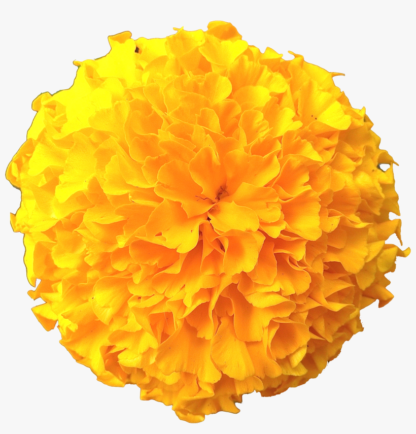 Marigold Png, transparent png