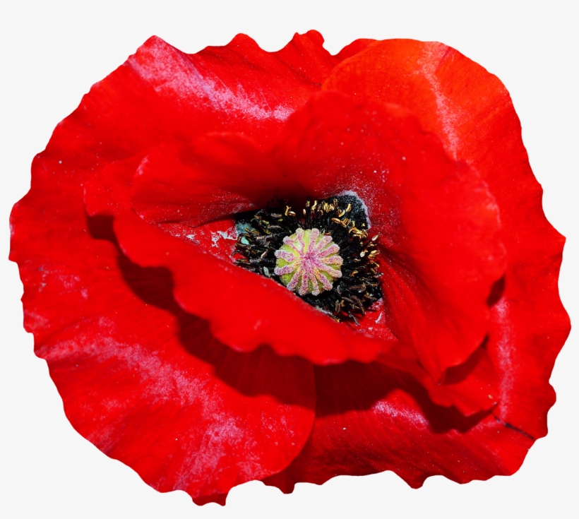 Poppy Flower Png Image - Poppy Flowers Png, transparent png