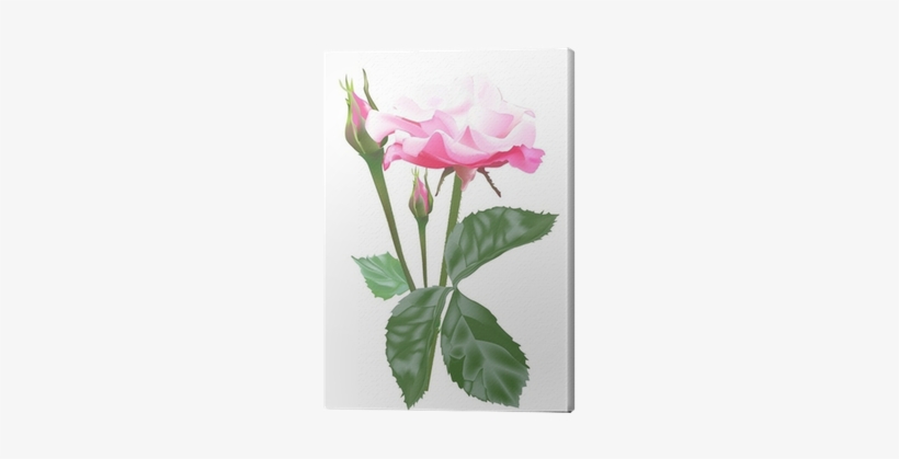 Single Isolated Light Pink Rose And Buds Canvas Print - Розы В Png На Прозрачном Фоне, transparent png