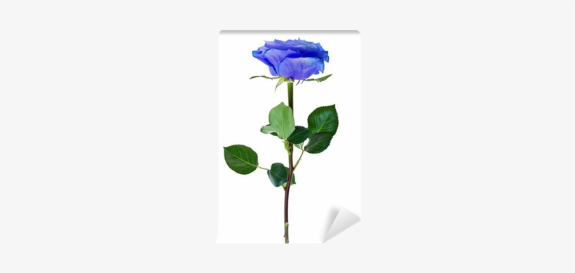 Blue, transparent png