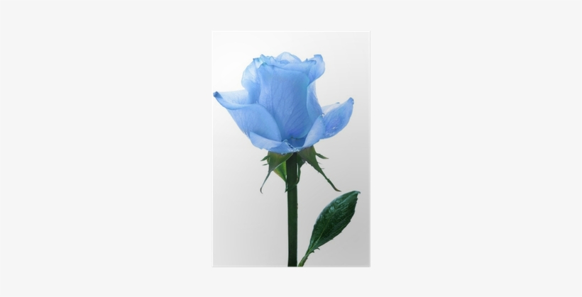 Blue Single Roses, transparent png