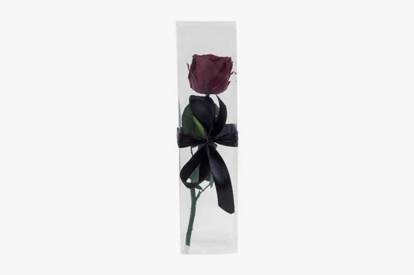 Rose À Tige - Garden Roses, transparent png